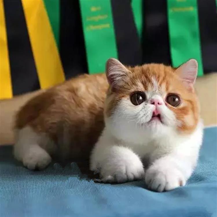 猫咪肺部积水怎么办:宠物护理指南